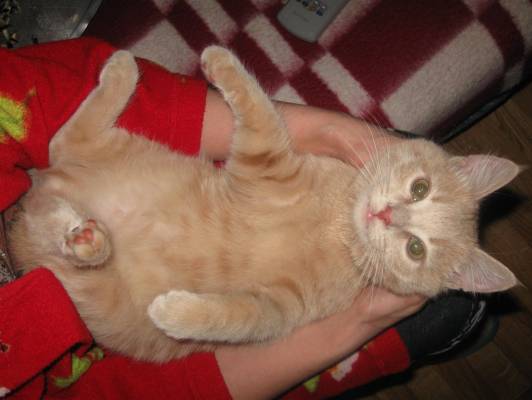 ���� �������