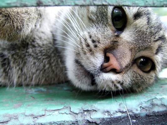 ������� �������