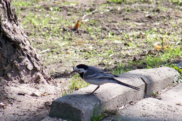 ����� ����������