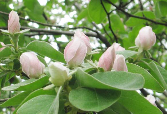 �������� ���