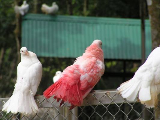 ������ ������������