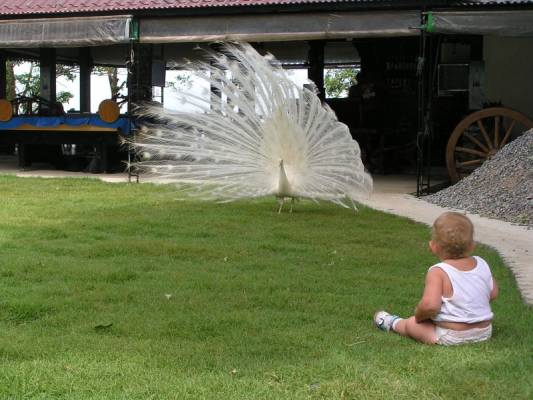 � ��������