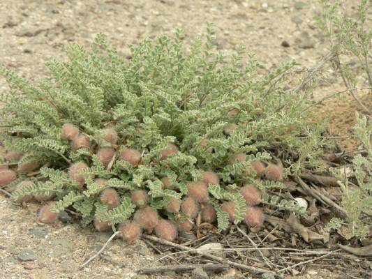 ������� ����-���-���