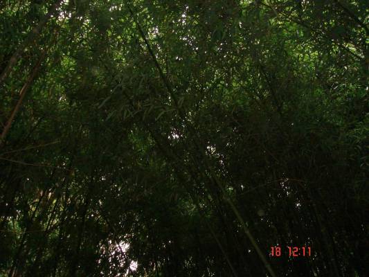 ���������� ����