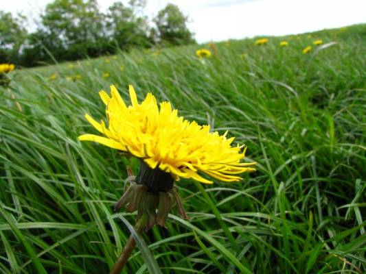 ����� ���