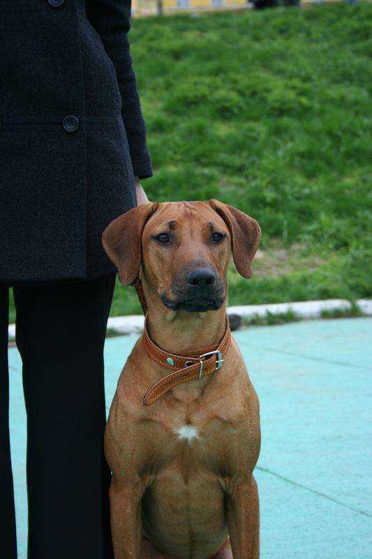 ������� �������(8,5���)