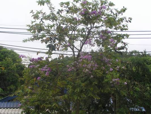 ���� ������