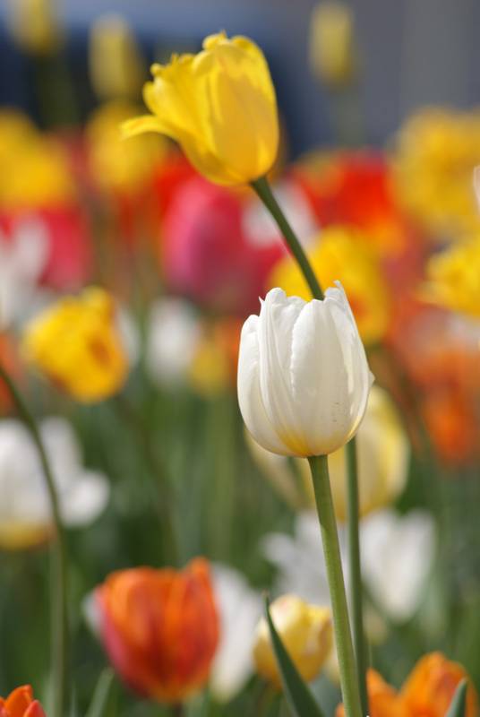 ������� ����