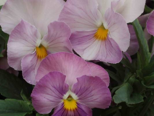 ������� ������