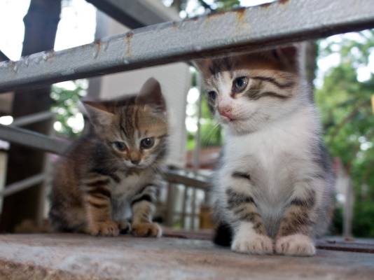 �������� ���, �� �������!