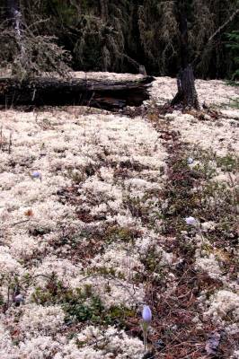 Wild crocuses