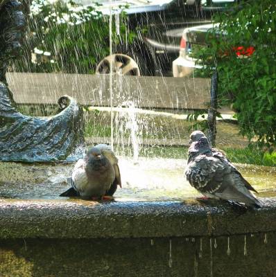 ������� �������