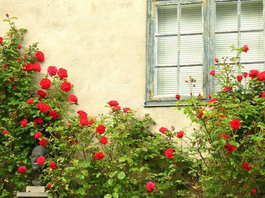 ������ ����