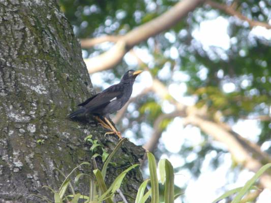 ������ ������