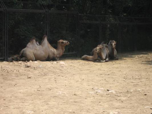 ������� �������