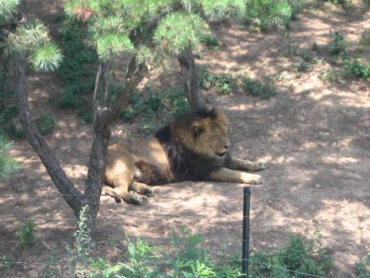 ��� �����