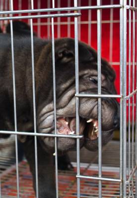 ������� ����������