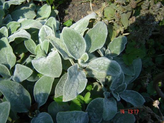 ���������, ��� ����������?