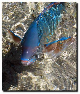 ������ �������� ����