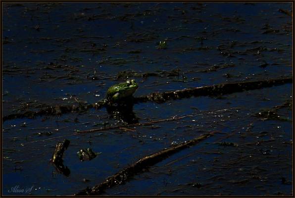 �����. ����.