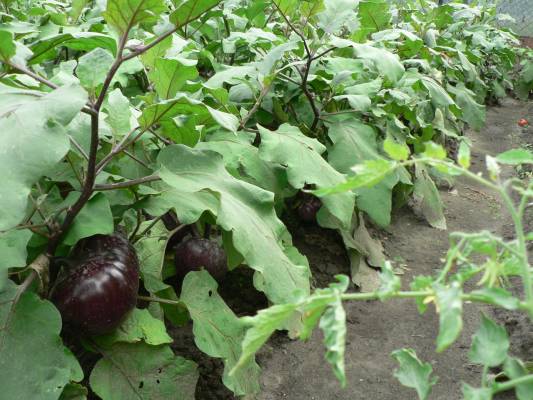 ����������� ������