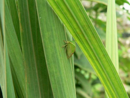 ������� �������