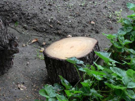 ���� ������