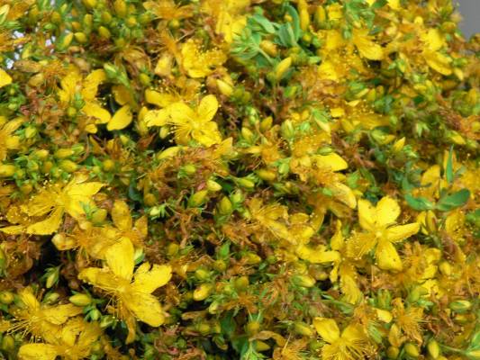 ������ ��������