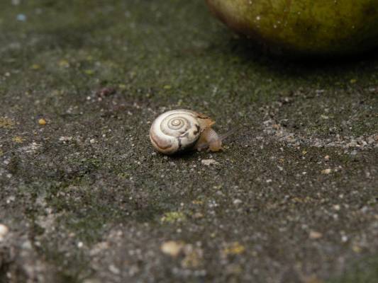 ������ ���������