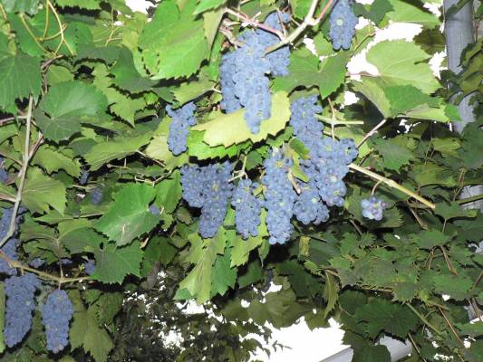 ������ ��������