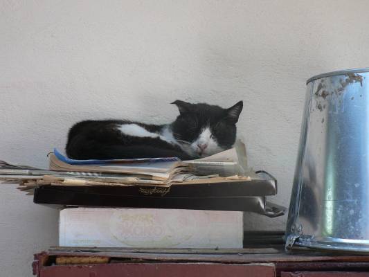 ������ ���