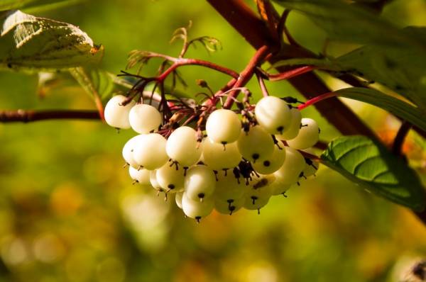 ��� ������ ���