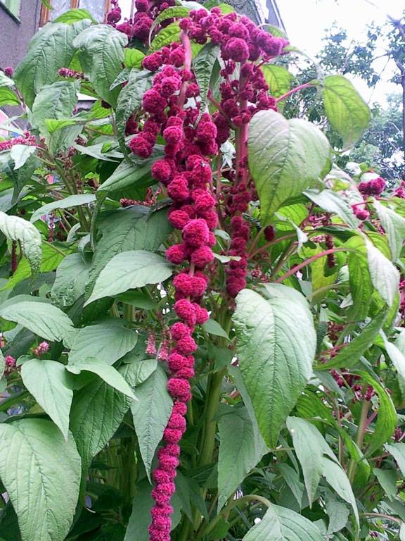 ��������� �������