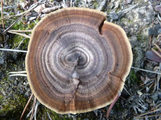 ���������� ����