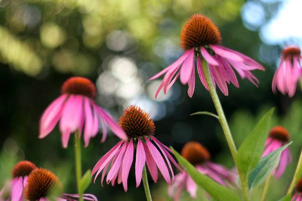 � ������������ ����