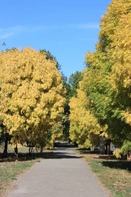 ��� ����� �����