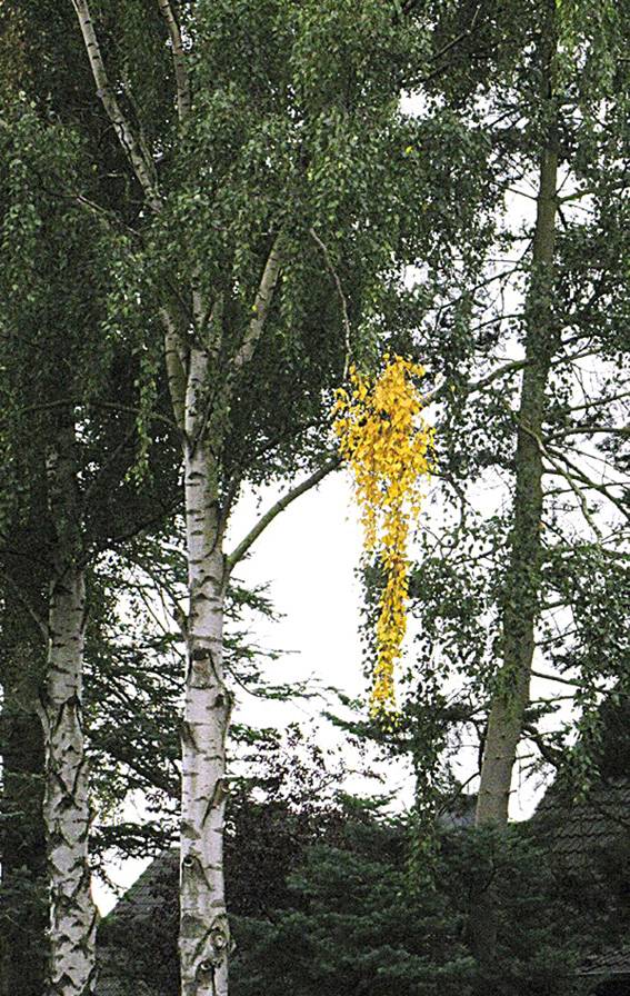 ���������� �����