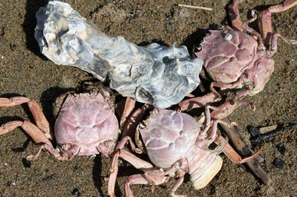 ���� ����