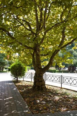 � ���� ���������� �������