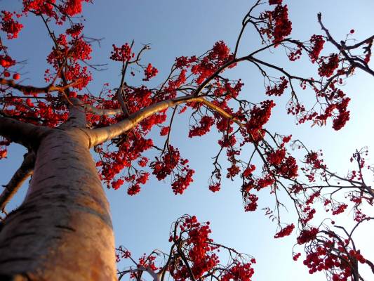 ������ ����� 