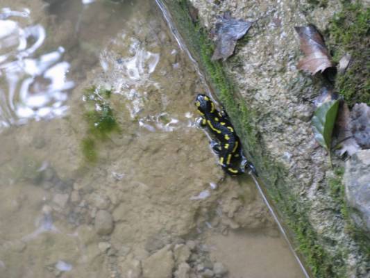 �������� ����������