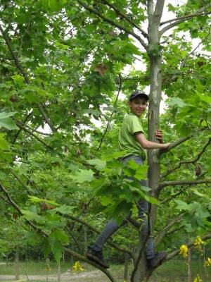 ����������� � ��������