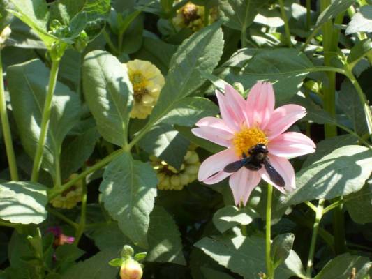 ����� �����