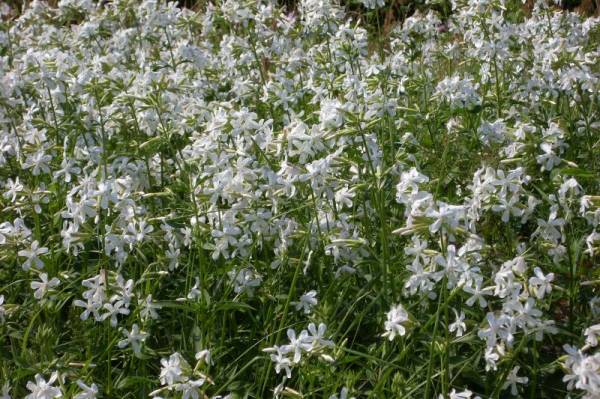 ������� ������