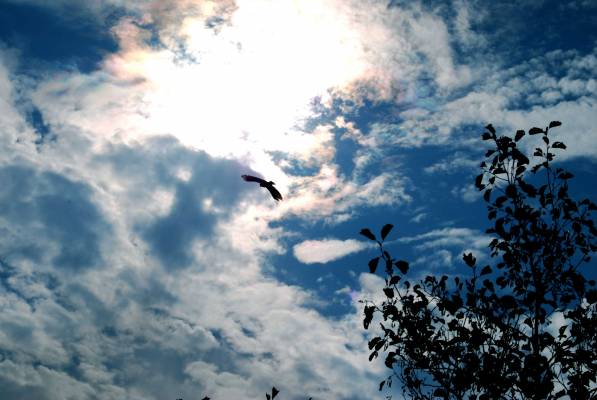 ����� ������