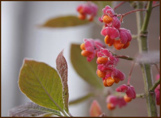 ������ ����