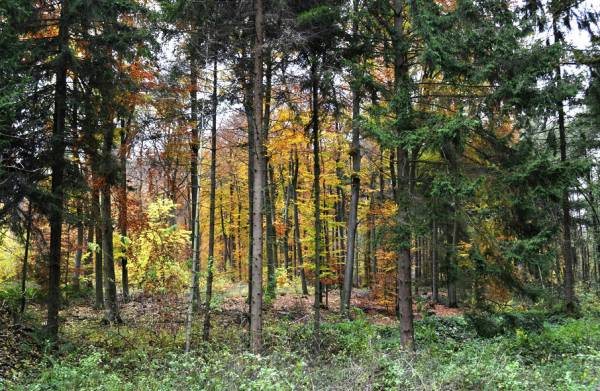 ������� ����