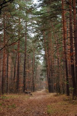 ������ ������