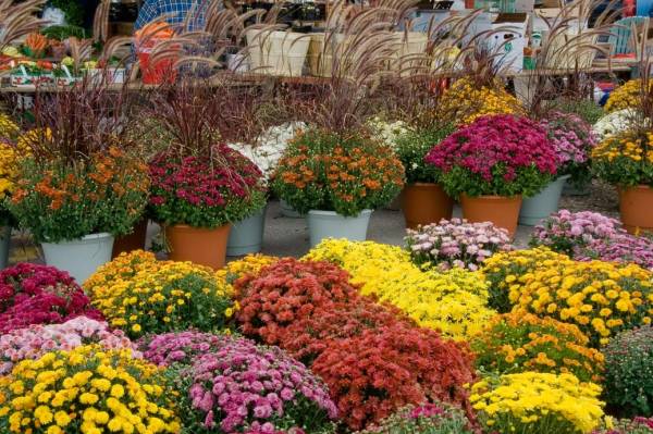 ����� �� �����