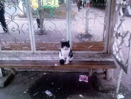 ��� �������